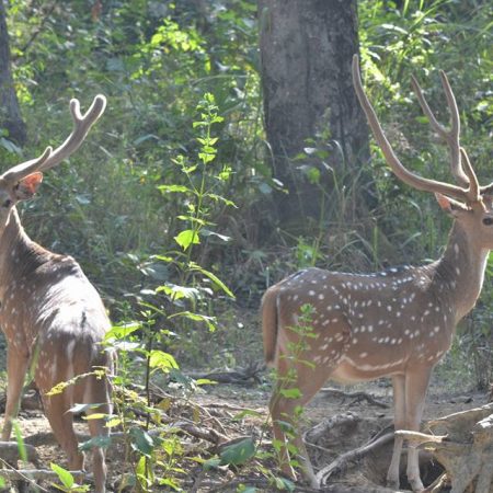 2 deer in forest of Chitwan National Park, Nepal